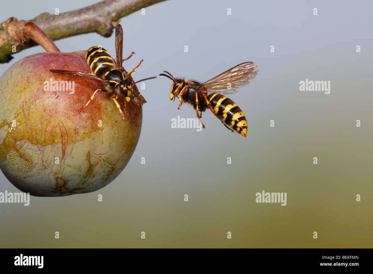 Median wasp (Dolichovespula media) feeding on greengage Stock Photo
