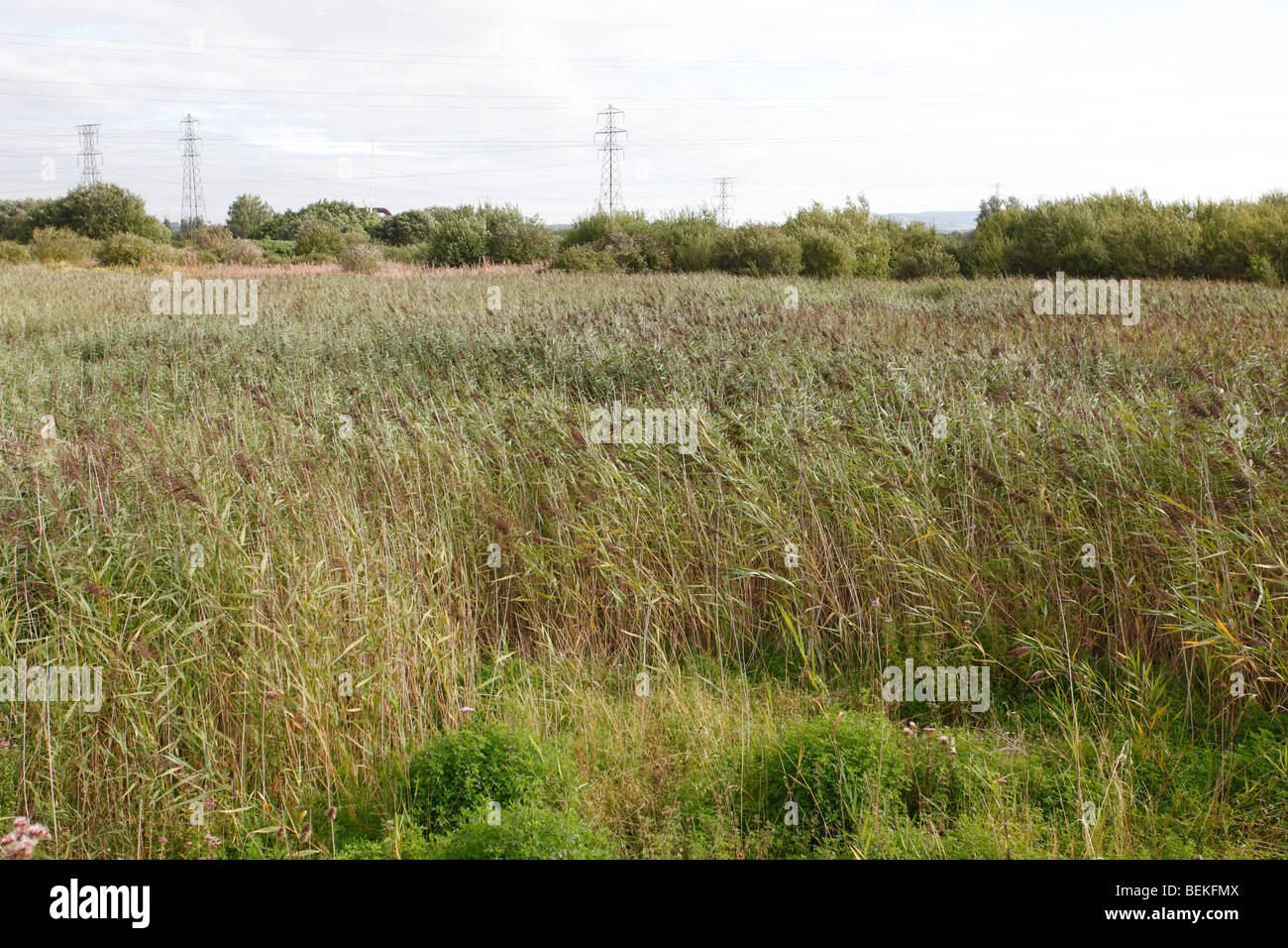 Reed bed in Newport levels reserve Stock Photo