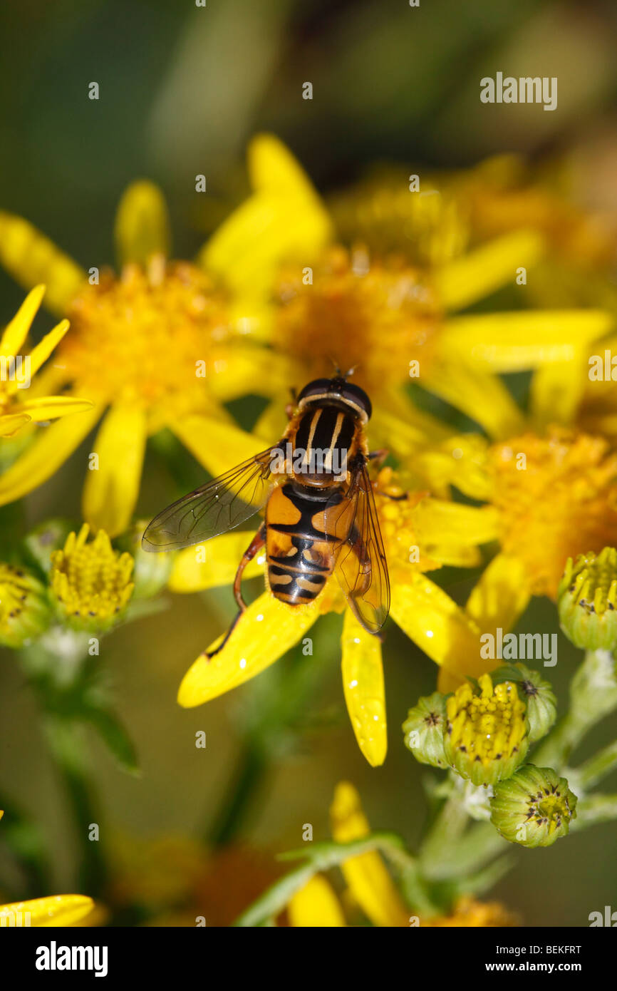 Hoverfly (Helophilus pendulus) taking nectar fron ragwort Stock Photo
