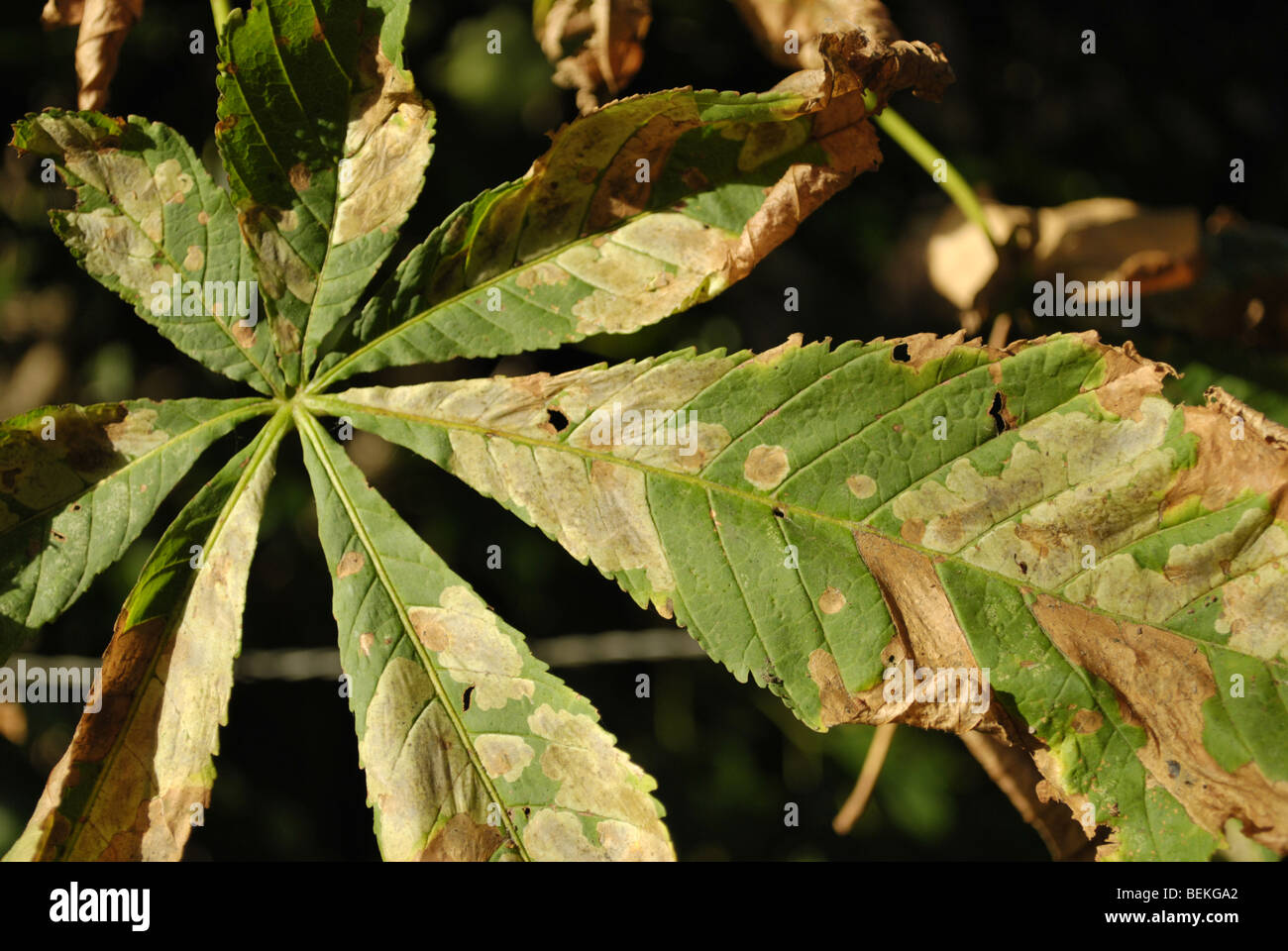 Diseased horse chestnut leaf Stock Photo Alamy