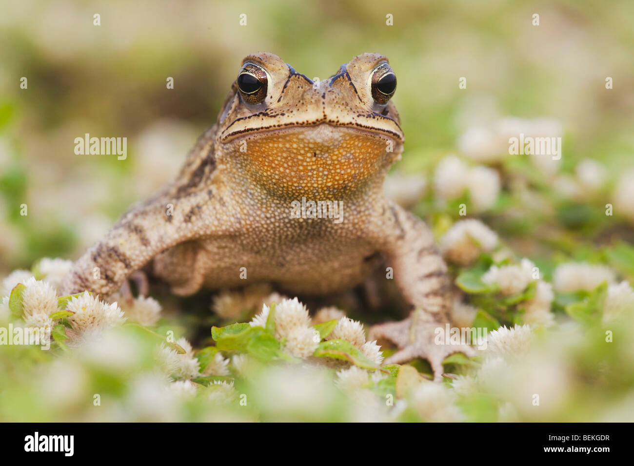 Gulf Coast Toad (Bufo valliceps), adult, Sinton, Corpus Christi, Coastal Bend, Texas, USA Stock Photo