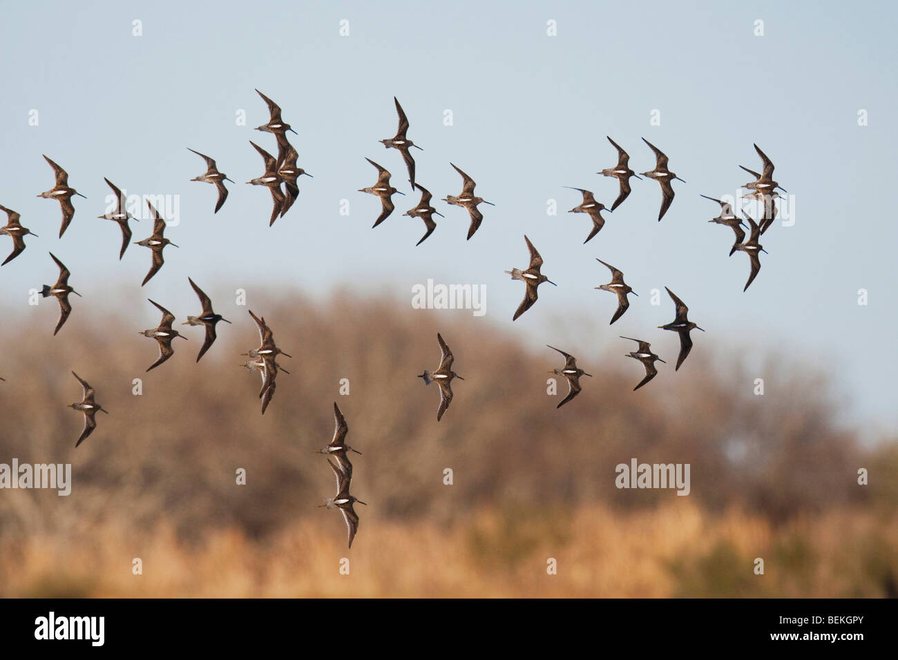 Long-billed Dowitcher (Limnodromus scolopaceus), flock in flight, Welder Wildlife Refuge, Sinton, Texas, USA Stock Photo