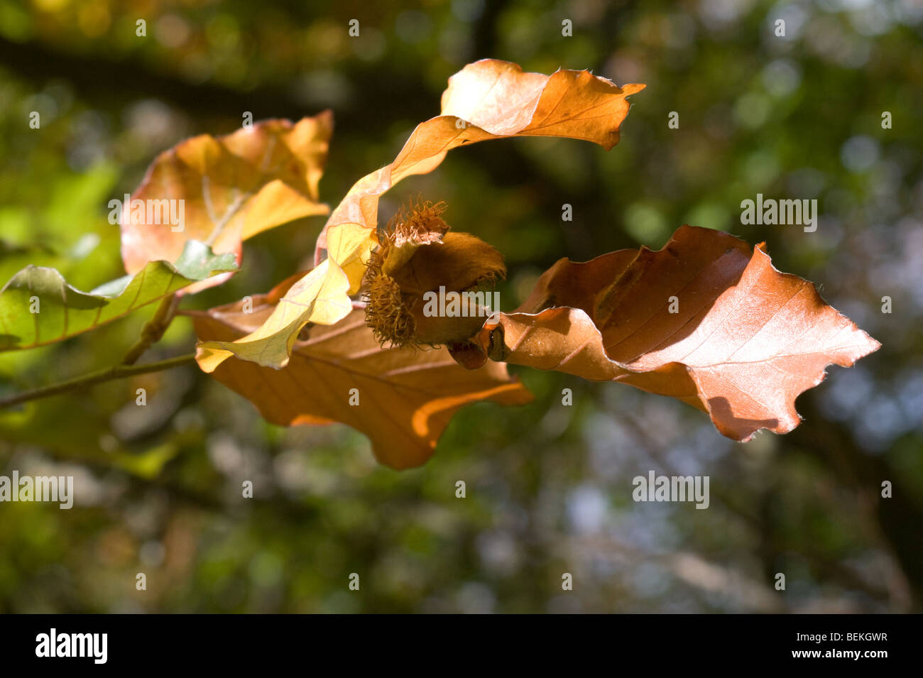 Beech nut and leaves on a Beech Tree Stock Photo