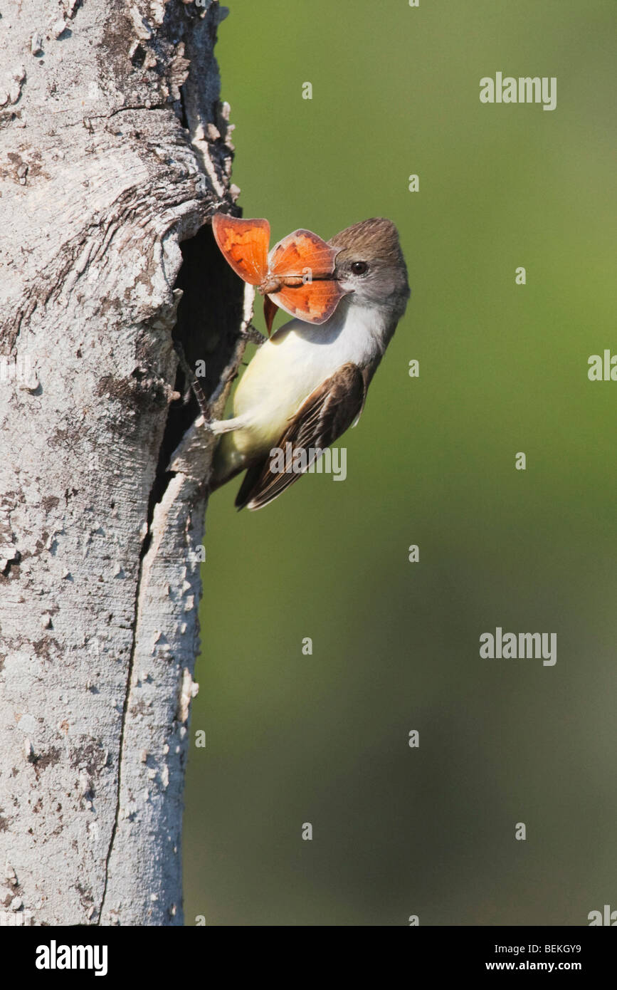 Brown-crested Flycatcher (Myiarchus tyrannulus), adult with butterfly prey, Sinton, Corpus Christi, Coastal Bend, Texas, USA Stock Photo