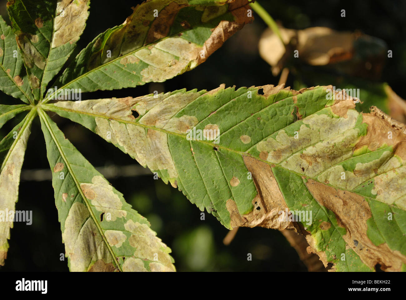Diseased horse chestnut leaf Stock Photo Alamy