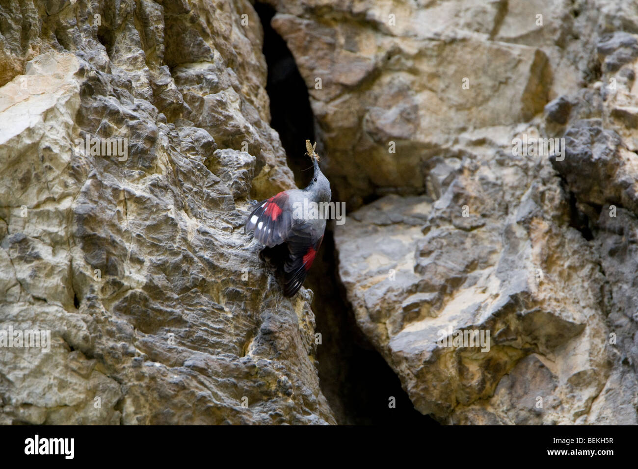 Wallcreeper (Tichodromadidae) on rock face with food or prey Stock Photo