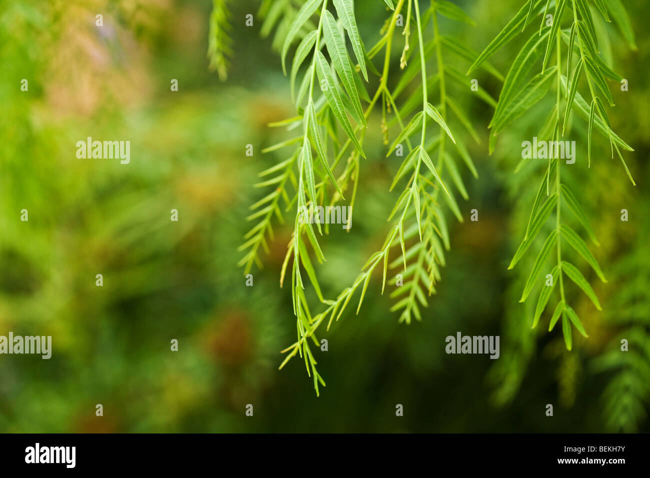 green leaf background with selective focus Stock Photo