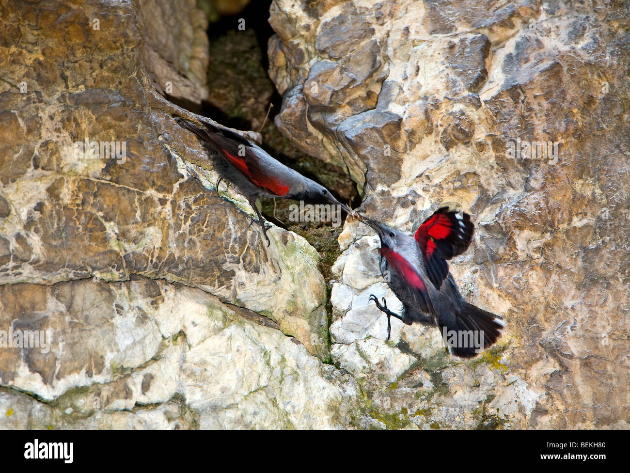 Wallcreeper (Tichodromadidae) on rock face male feeding female Stock Photo