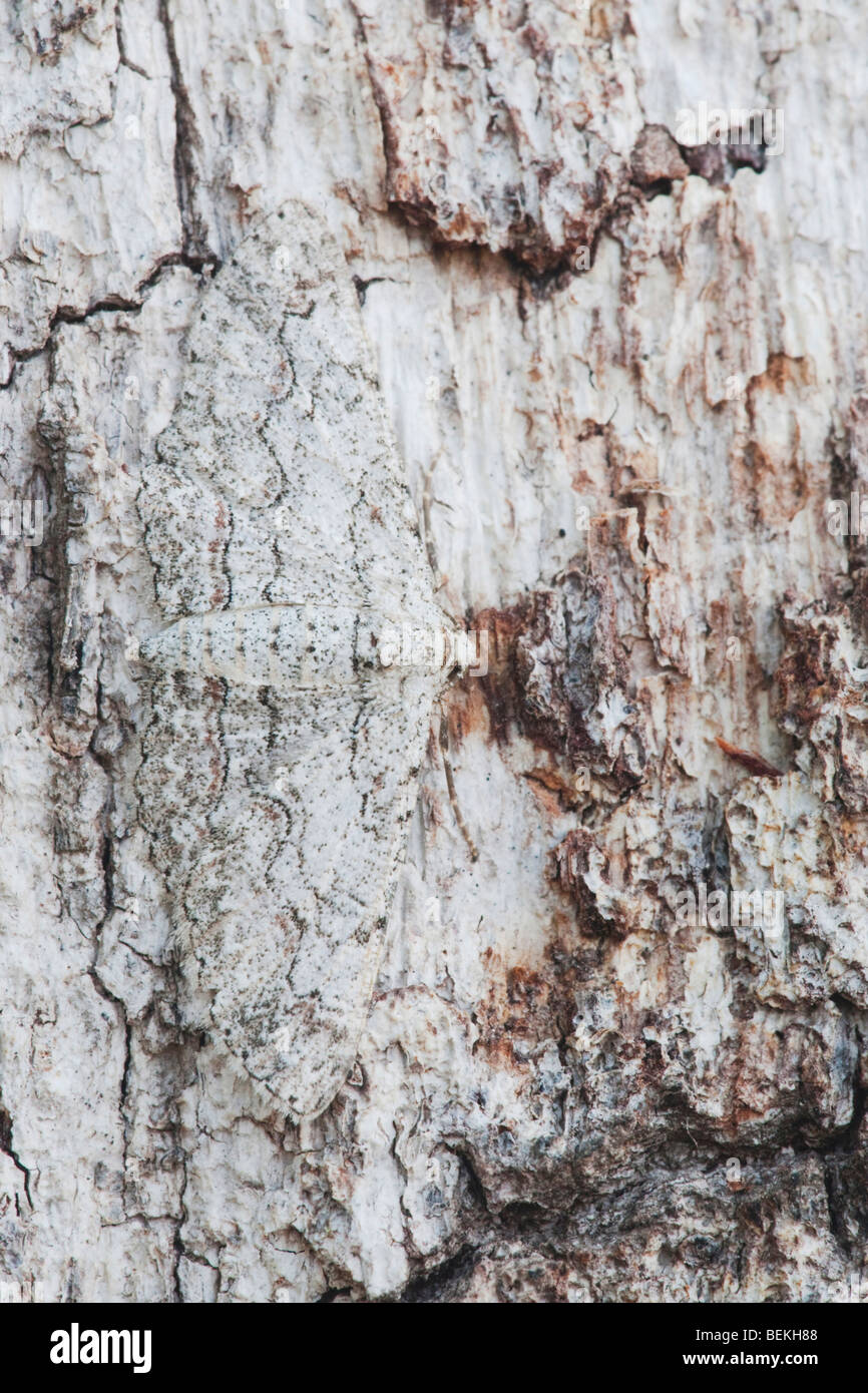 Owl Moth (Thysania zenobia), adult on Hackberry Tree Bark camouflaged, Sinton, Corpus Christi, Coastal Bend, Texas Coast, USA Stock Photo