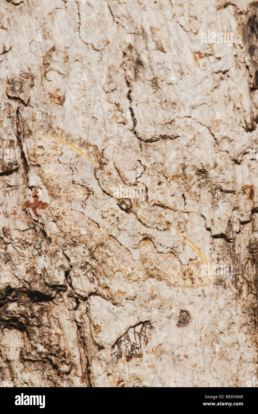 Owl Moth (Thysania zenobia), adult on Hackberry Tree Bark camouflaged, Sinton, Corpus Christi, Coastal Bend, Texas Coast, USA Stock Photo