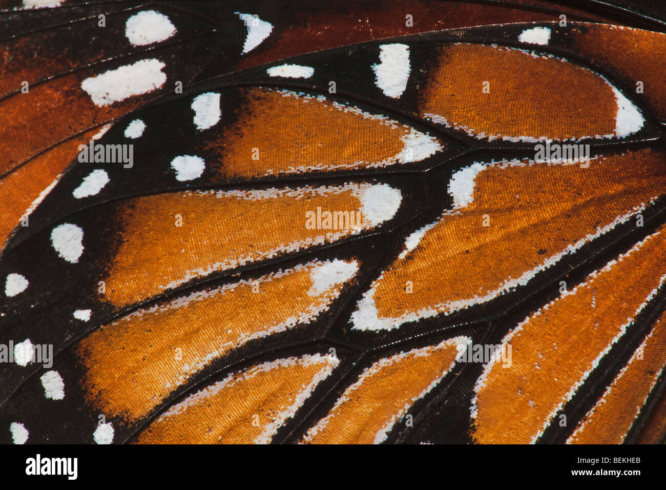 Queen Butterfly (Danaus gilippus), wing close up, Sinton, Coastel Bend, Texas, USA Stock Photo
