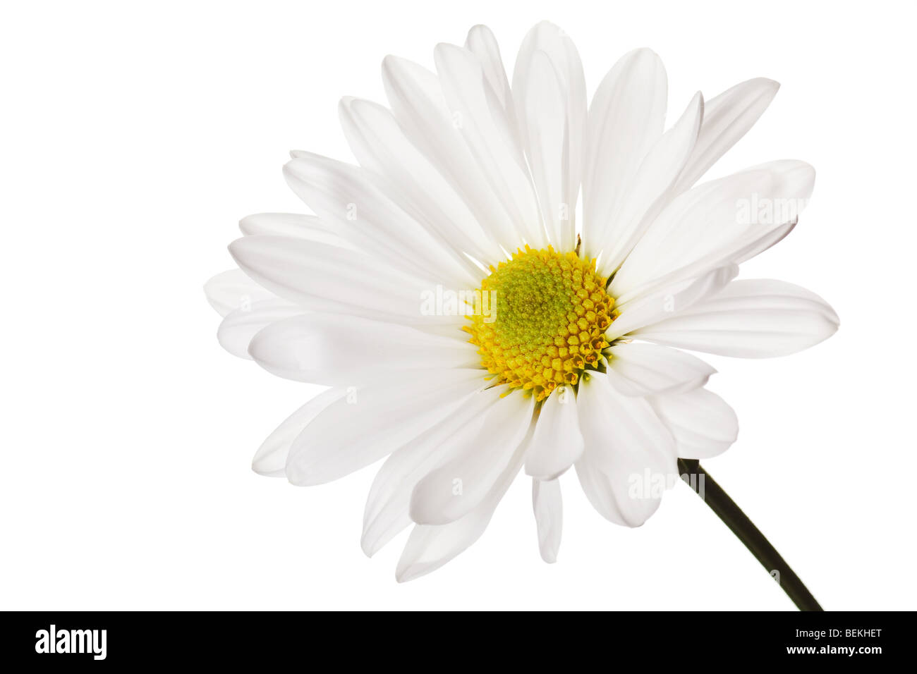 daisy isolated on a pure white background Stock Photo