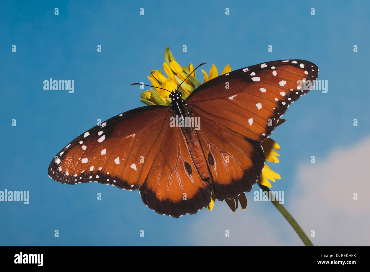 Queen Butterfly (Danaus gilippus), adult feeding on flower, Sinton, Coastel Bend, Texas, USA Stock Photo