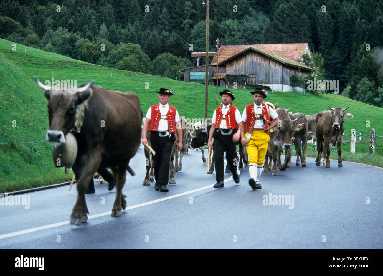 Men in traditional costumes herding alpine cows (Bos taurus), Alpaufzug, Appenzell, Switzerland Stock Photo
