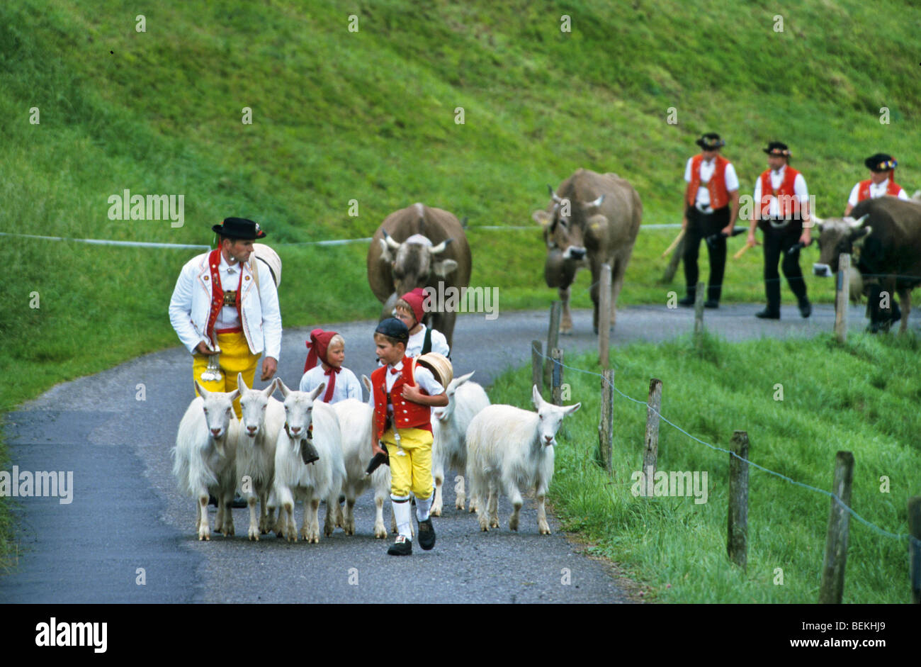Children and men in traditional costumes herding goats and alpine cows, Alpaufzug, Appenzell, Switzerland Stock Photo