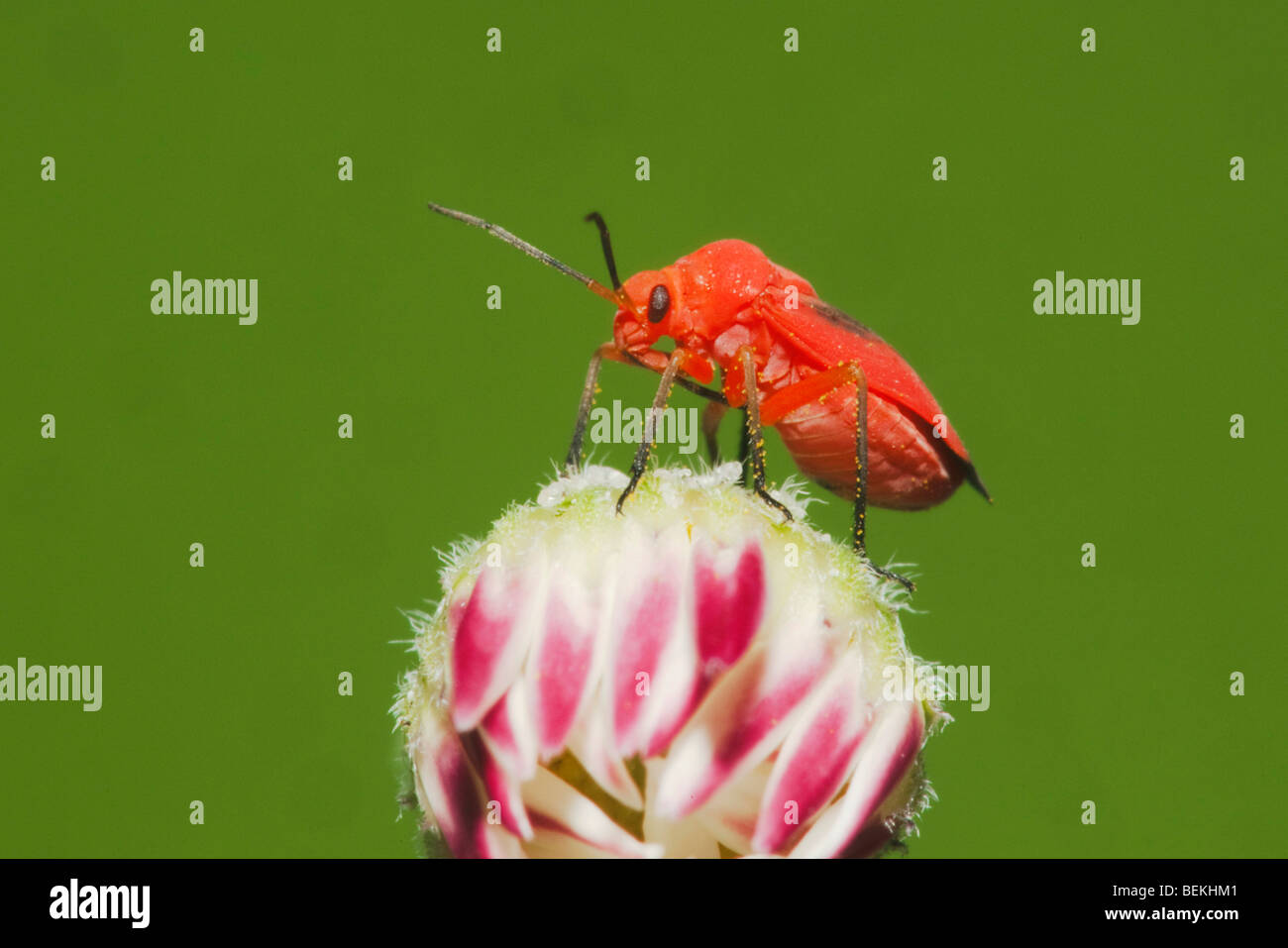 Shield bug, Stink bug (Hemiptera), adult on flower, Sinton, Corpus ...