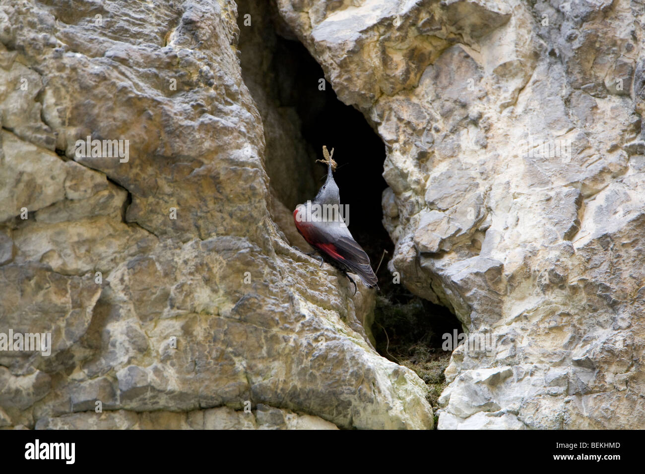 Wallcreeper (Tichodromadidae) on rock face with food or prey Stock Photo