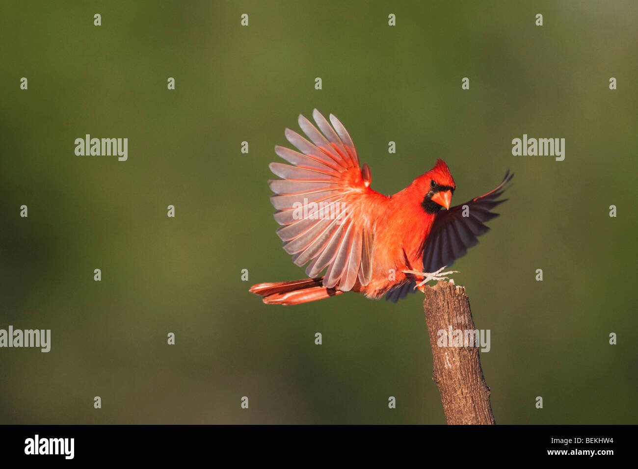 Northern Cardinal (Cardinalis cardinalis), male landing, Sinton, Corpus Christi, Coastal Bend, Texas, USA Stock Photo