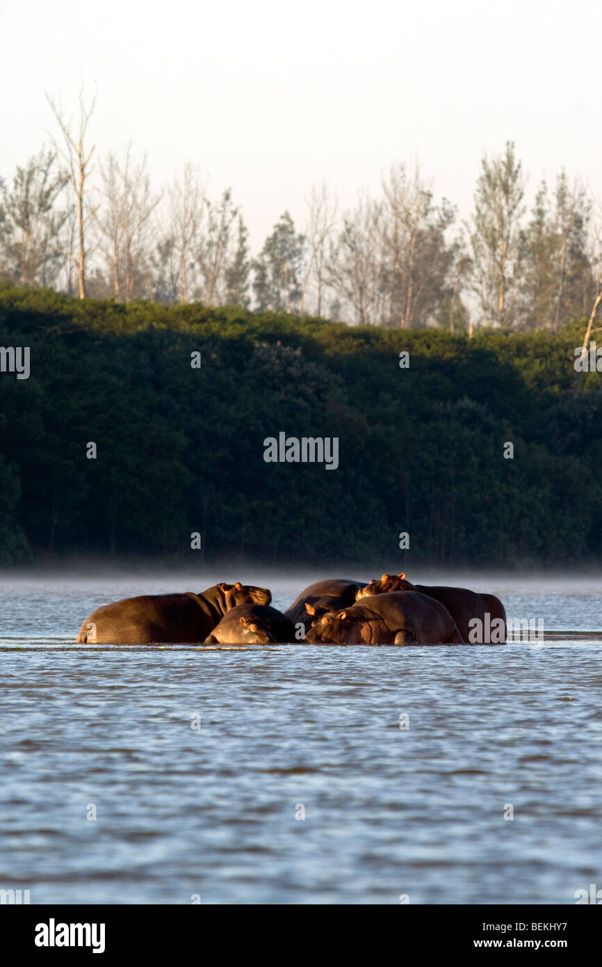 Pod of hippo sleeping in the St. Lucia Estuary, South Africa Stock Photo