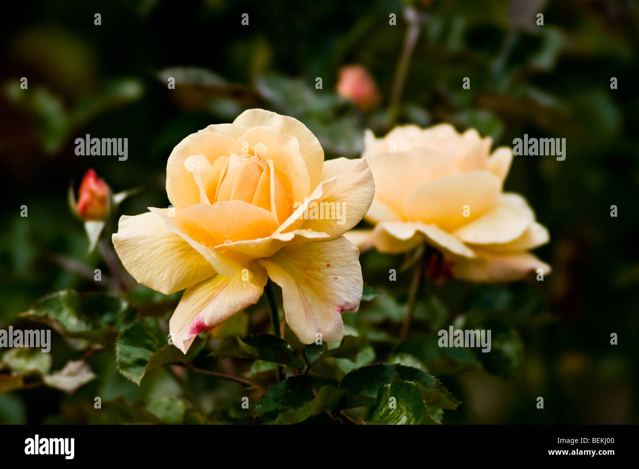 Pale Yellow Rose High Resolution Stock Photography and Images - Alamy