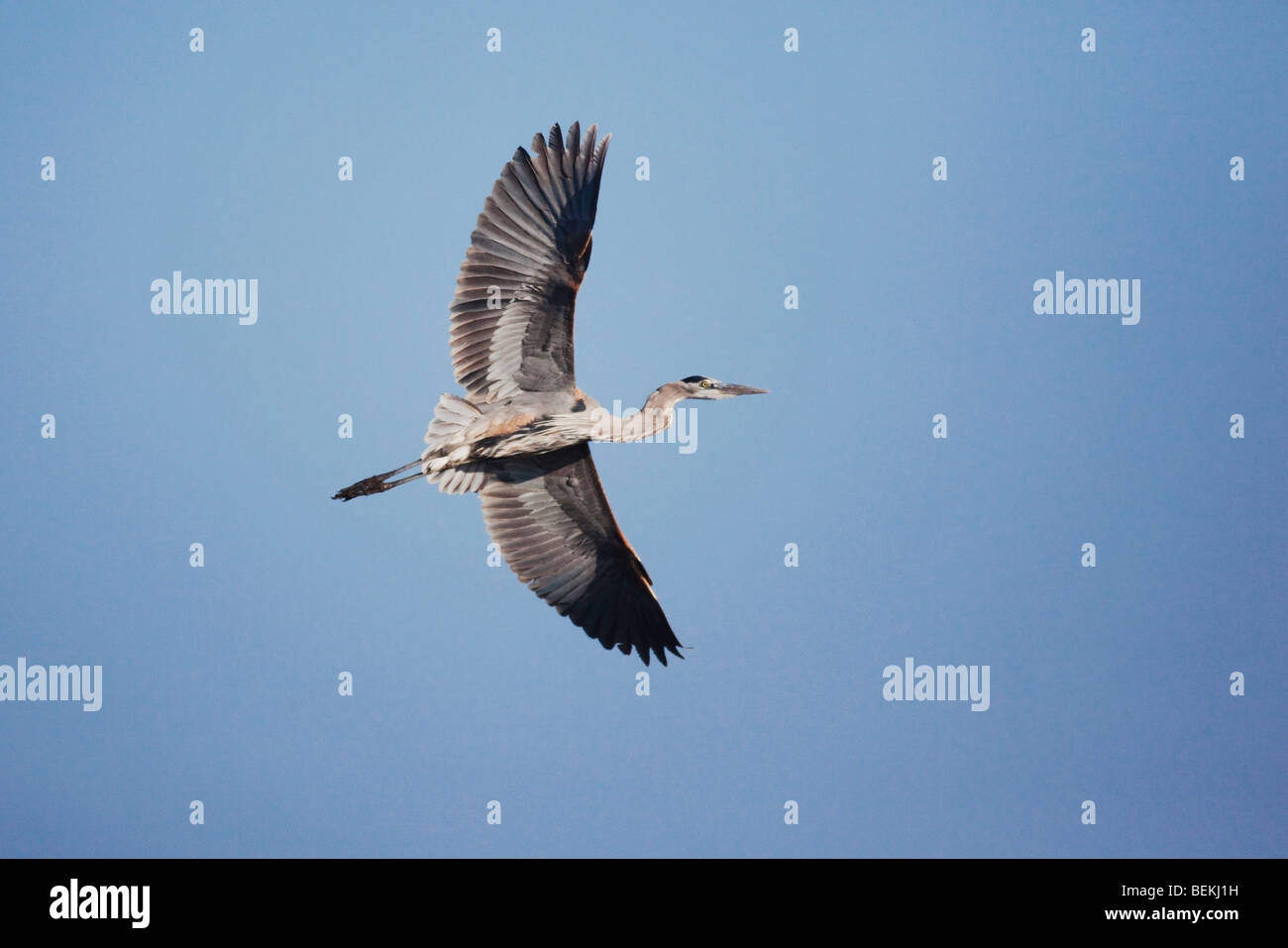 Great Blue Heron (Ardea herodias), adult in flight, Sinton, Corpus Christi, Coastal Bend, Texas, USA Stock Photo