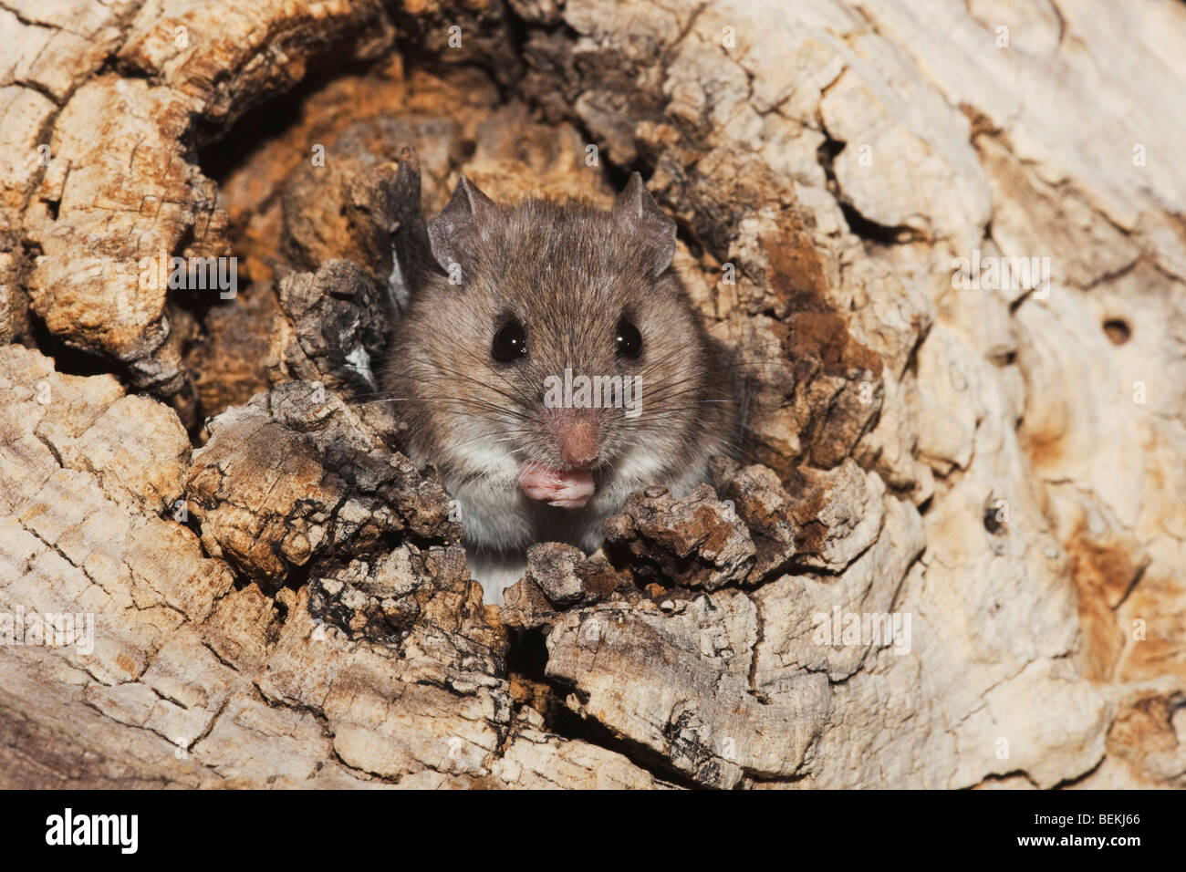 Field Mouse High Resolution Stock Photography and Images Alamy