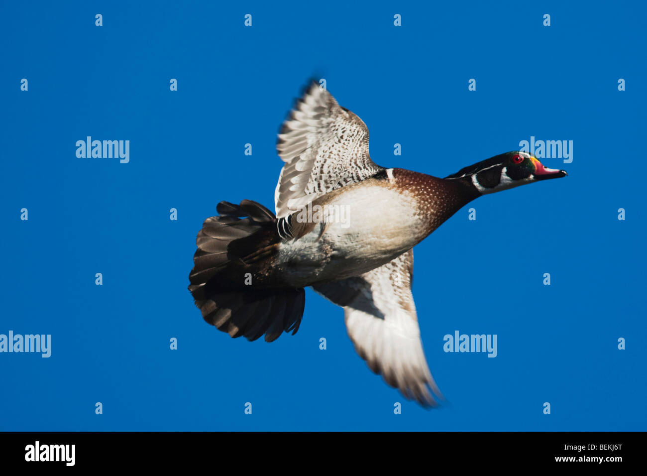 Wood Duck (Aix sponsa), male in flight, Sinton, Corpus Christi, Coastal Bend, Texas, USA Stock Photo
