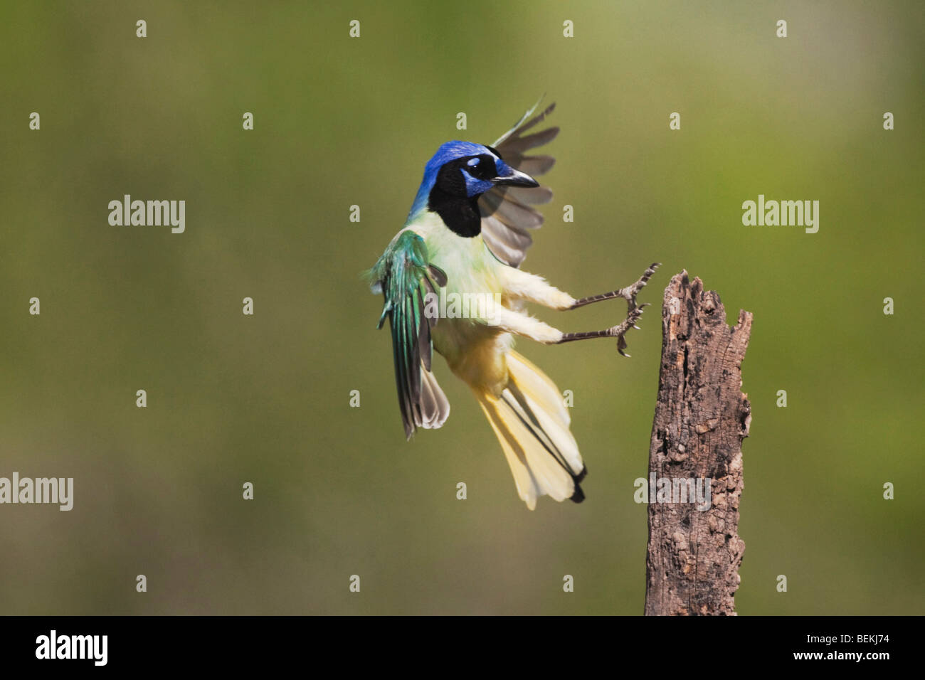 Green Jay (Cyanocorax yncas), adult landing, Sinton, Corpus Christi 