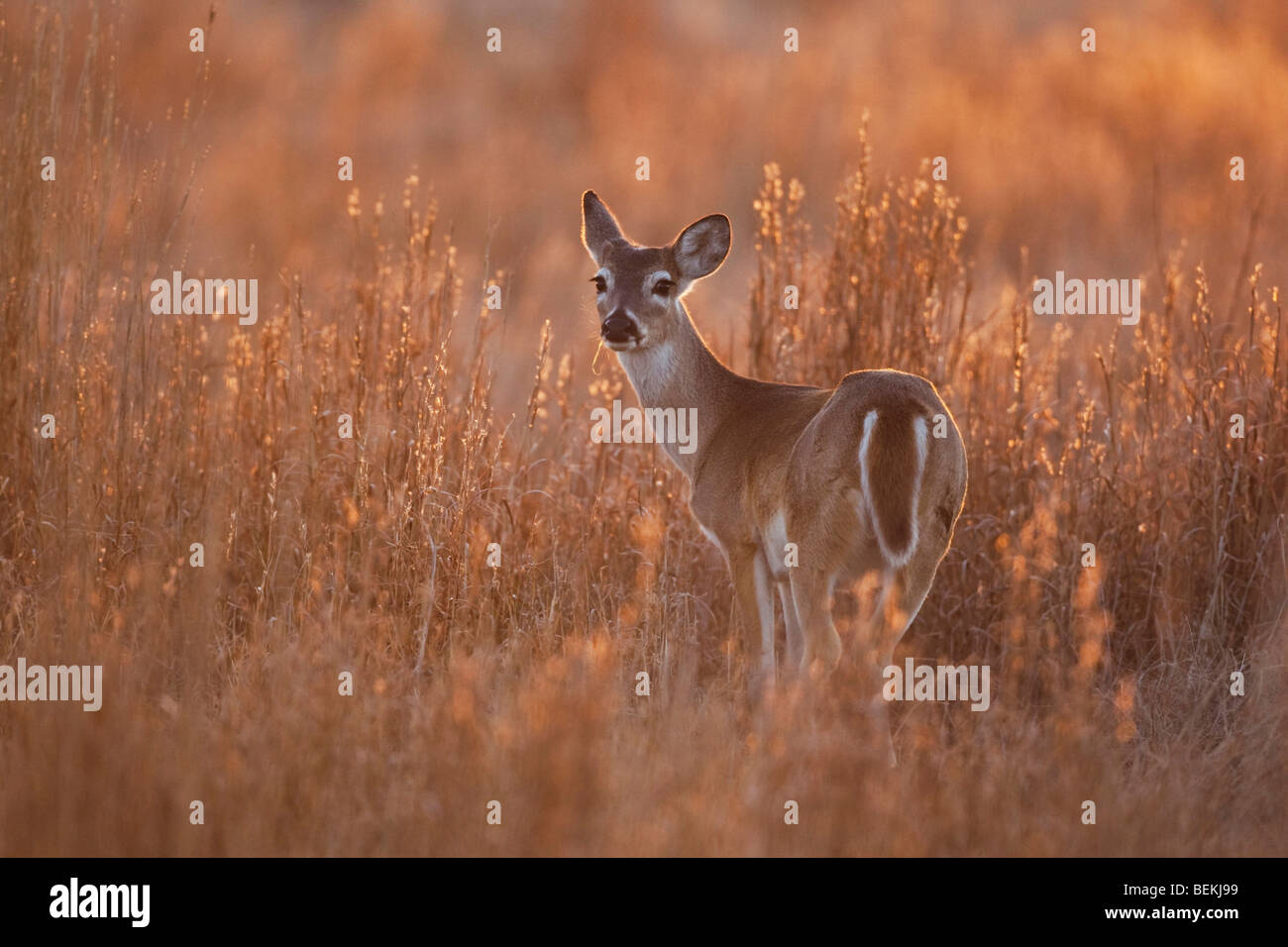 White-tailed Deer (Odocoileus virginianus), doe, Sinton, Corpus Christi, Coastal Bend, Texas, USA Stock Photo