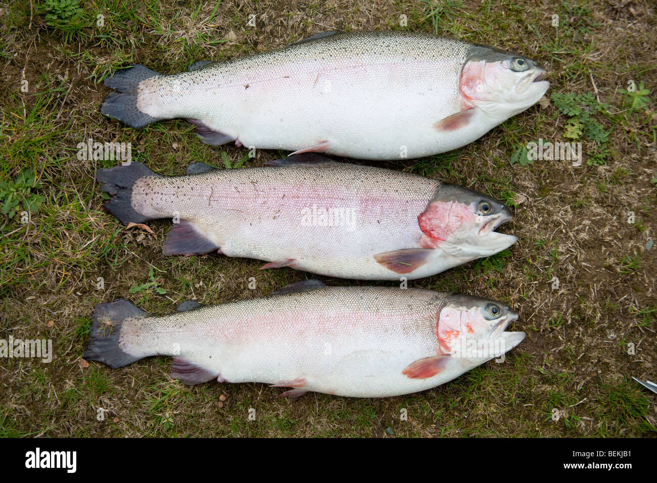 A Trio Of Large Rainbow Trout 3 5lbs Caught At Norton Trout Fishery A trio of large rainbow trout 3 5lbs caught at norton trout fishery