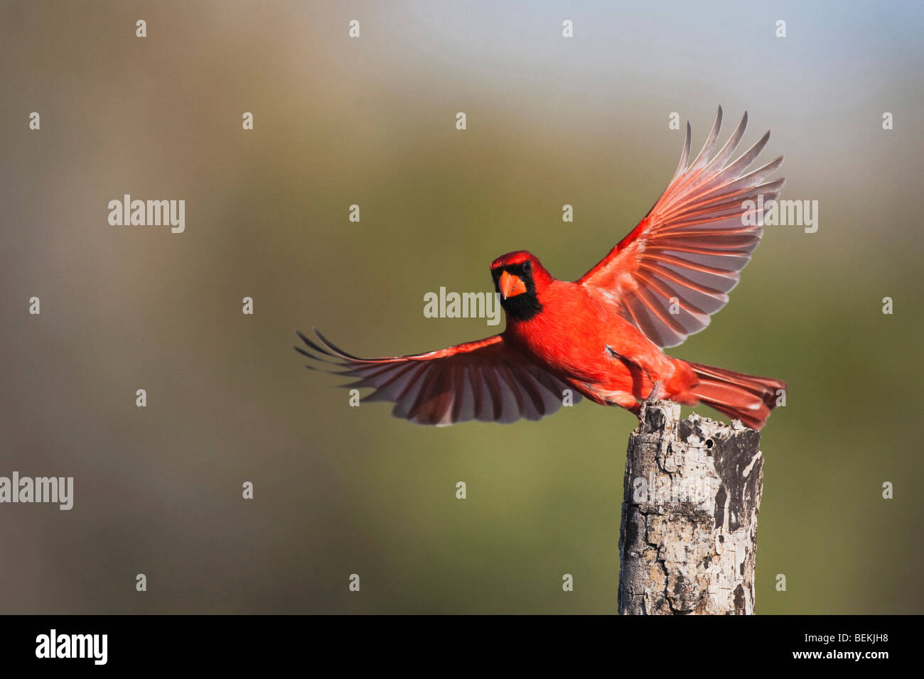 Cartoon cardinal hi-res stock photography and images - Alamy