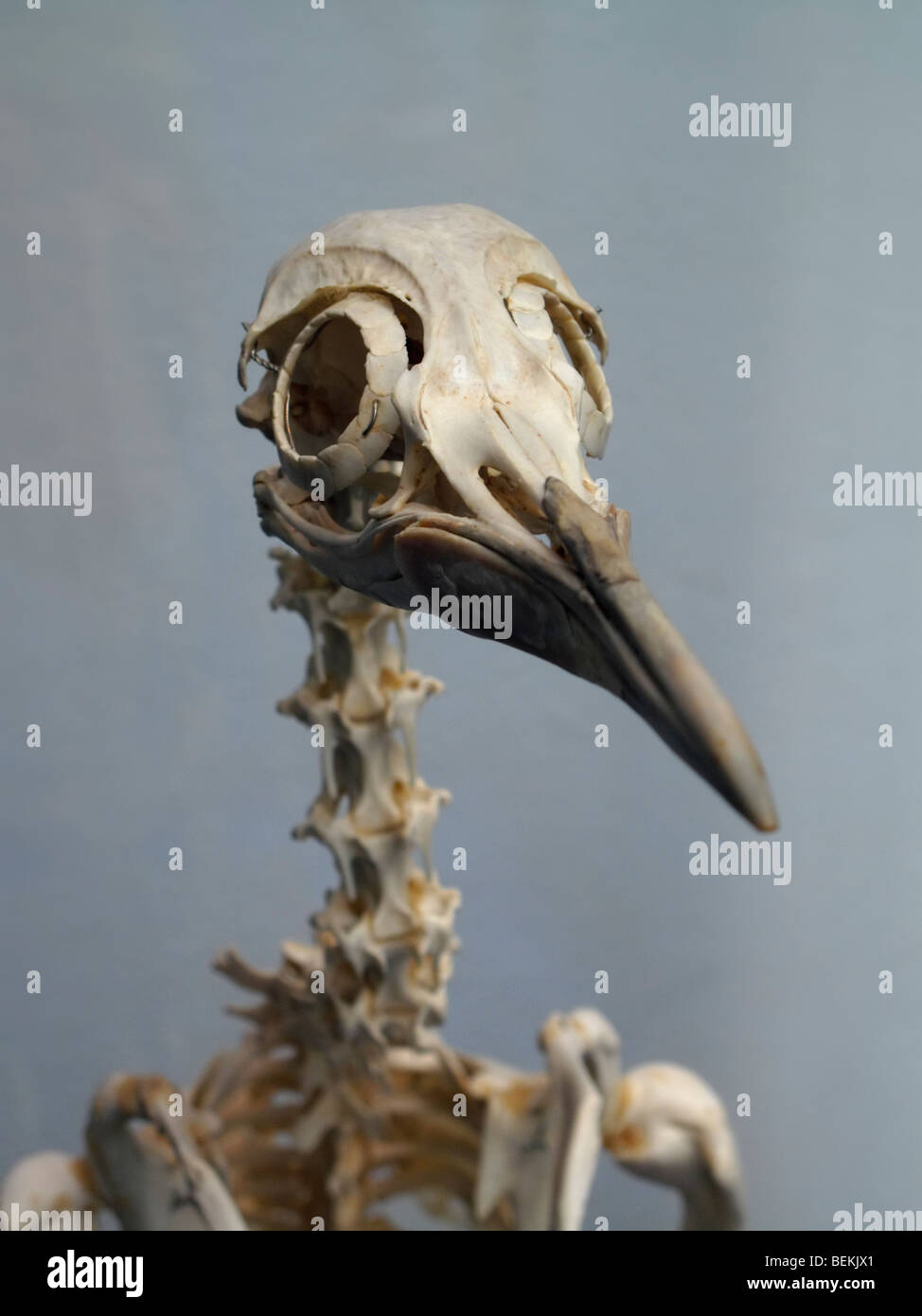 penguin skeleton Stock Photo