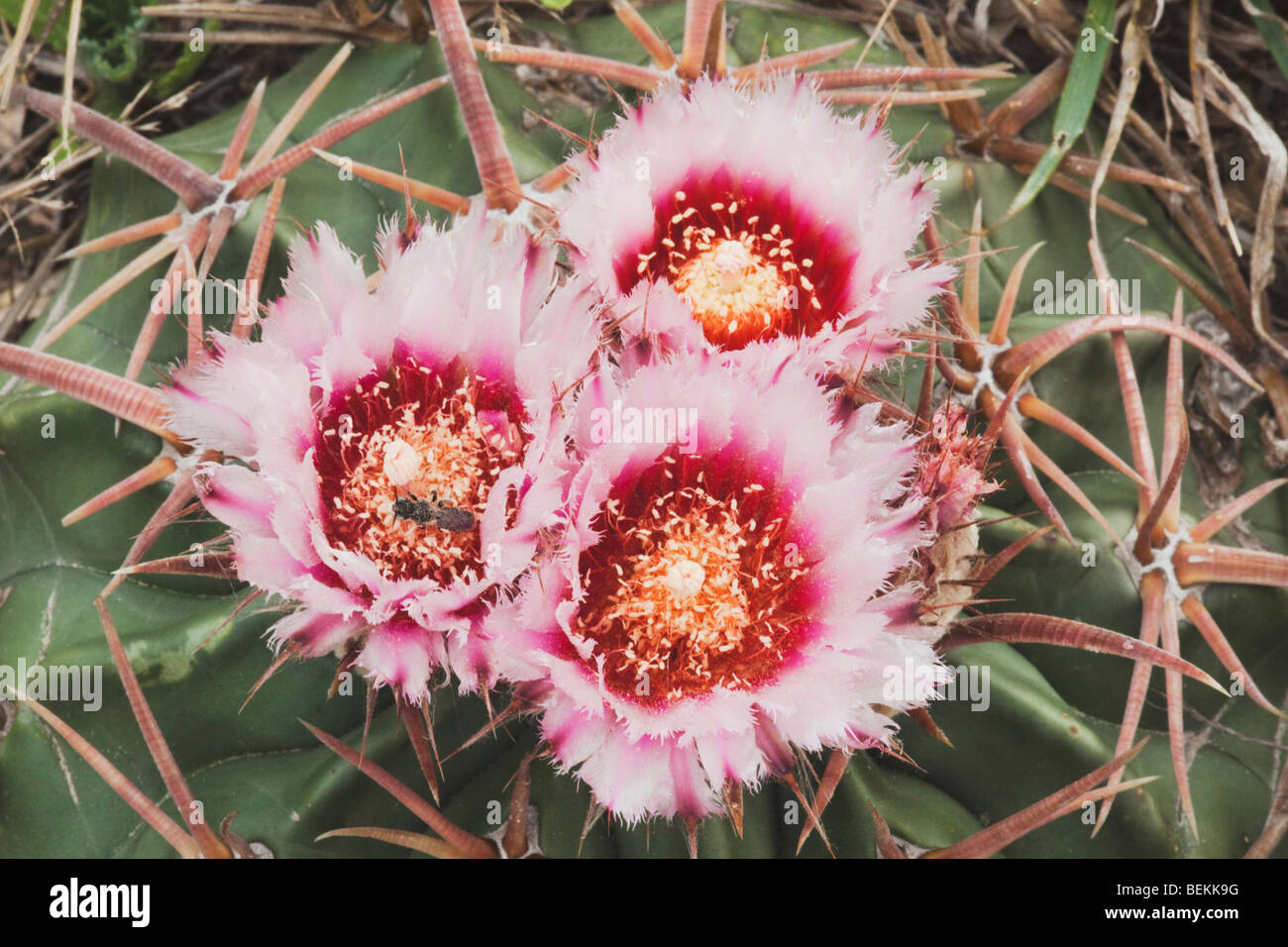Texas Horse Crippler (Echinocactus texensis), blooming, Sinton, Corpus Christi, Coastal Bend