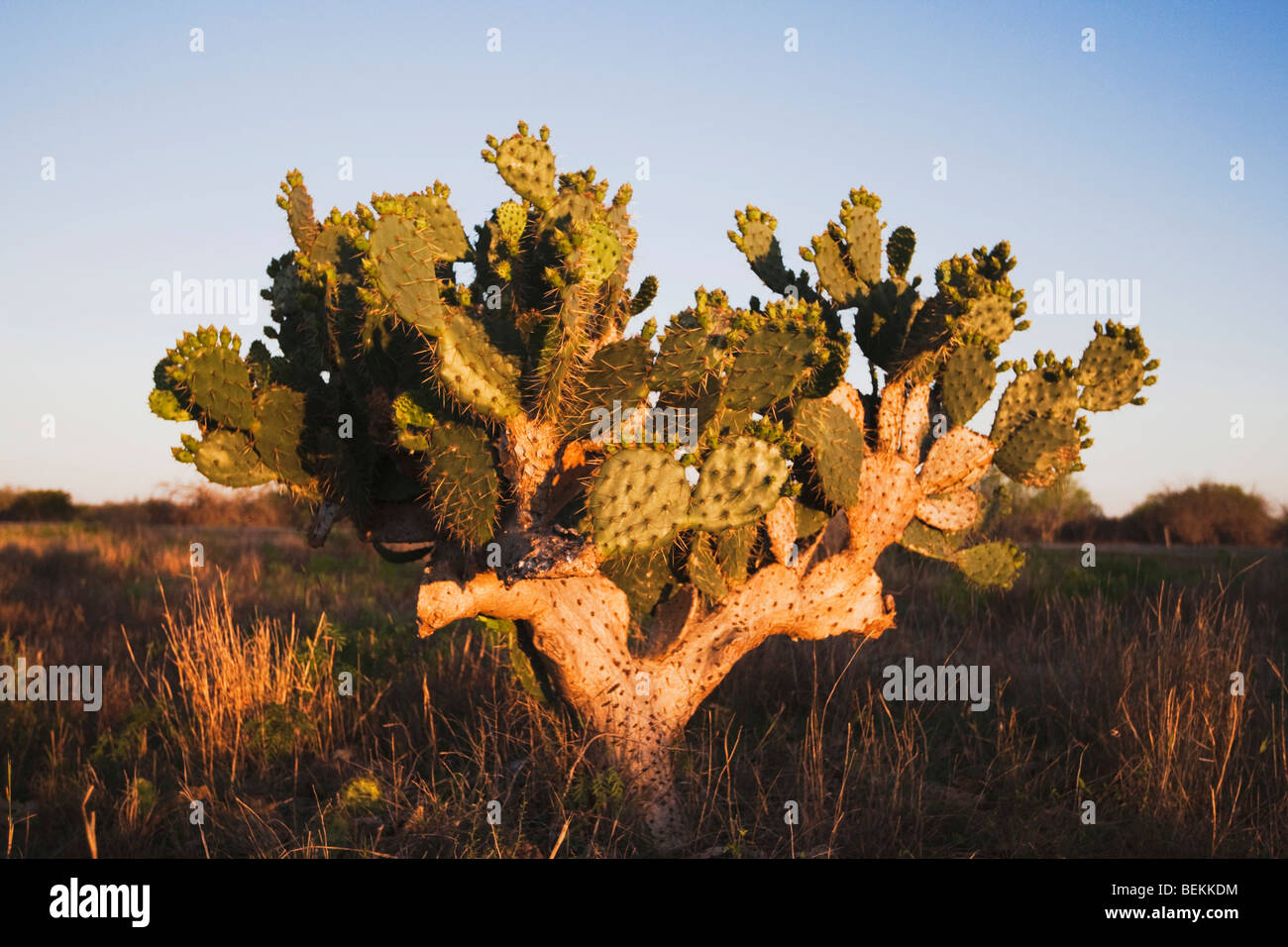 Texas Prickly Pear Cactus, Opuntia lindheimeri, plant, Sinton, Corpus