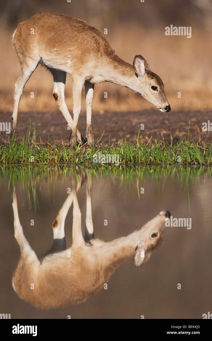 Whitetailed Deer (Odocoileus virginianus), young drinking, Sinton