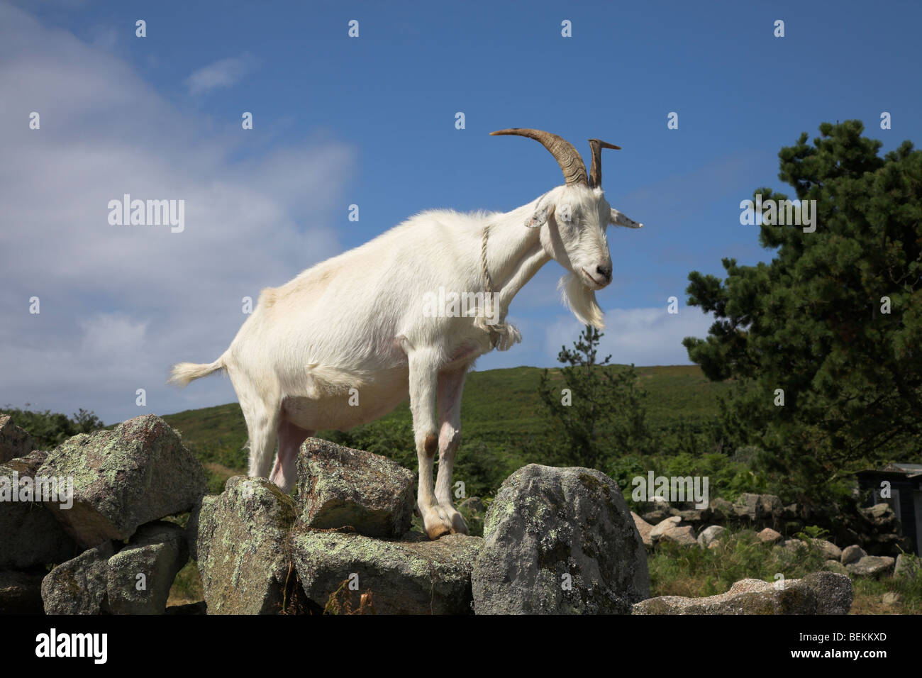 Billy goat Stock Photo