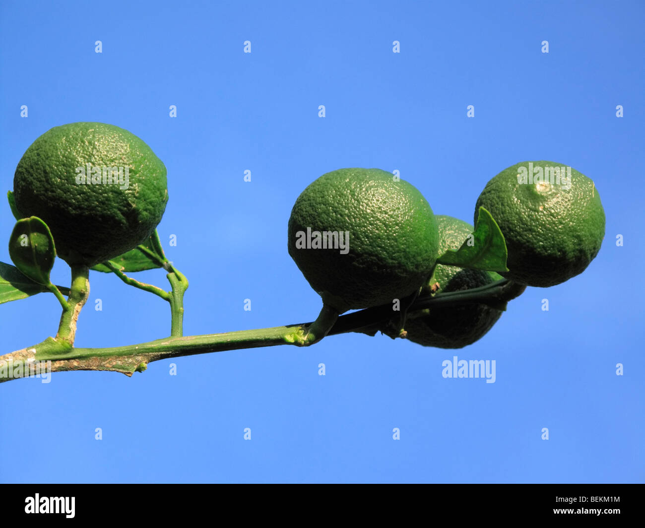 Green satsuma hires stock photography and images Alamy
