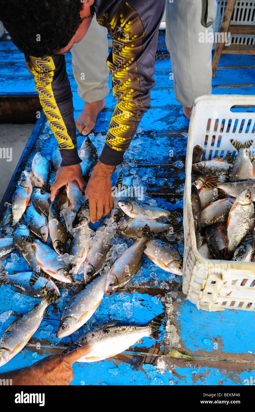 Amazon fish hires stock photography and images Alamy