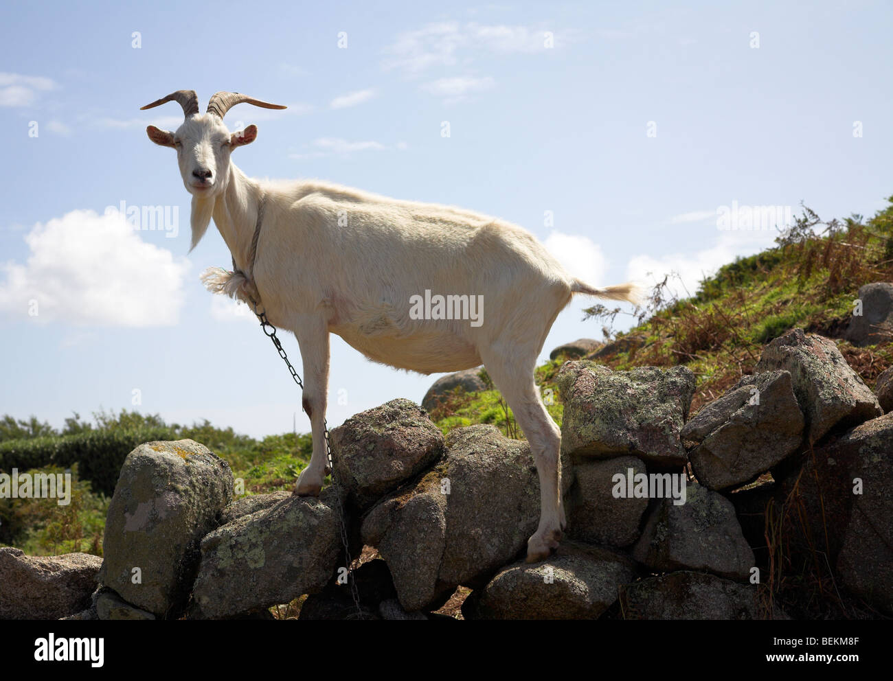 Billy goat Stock Photo