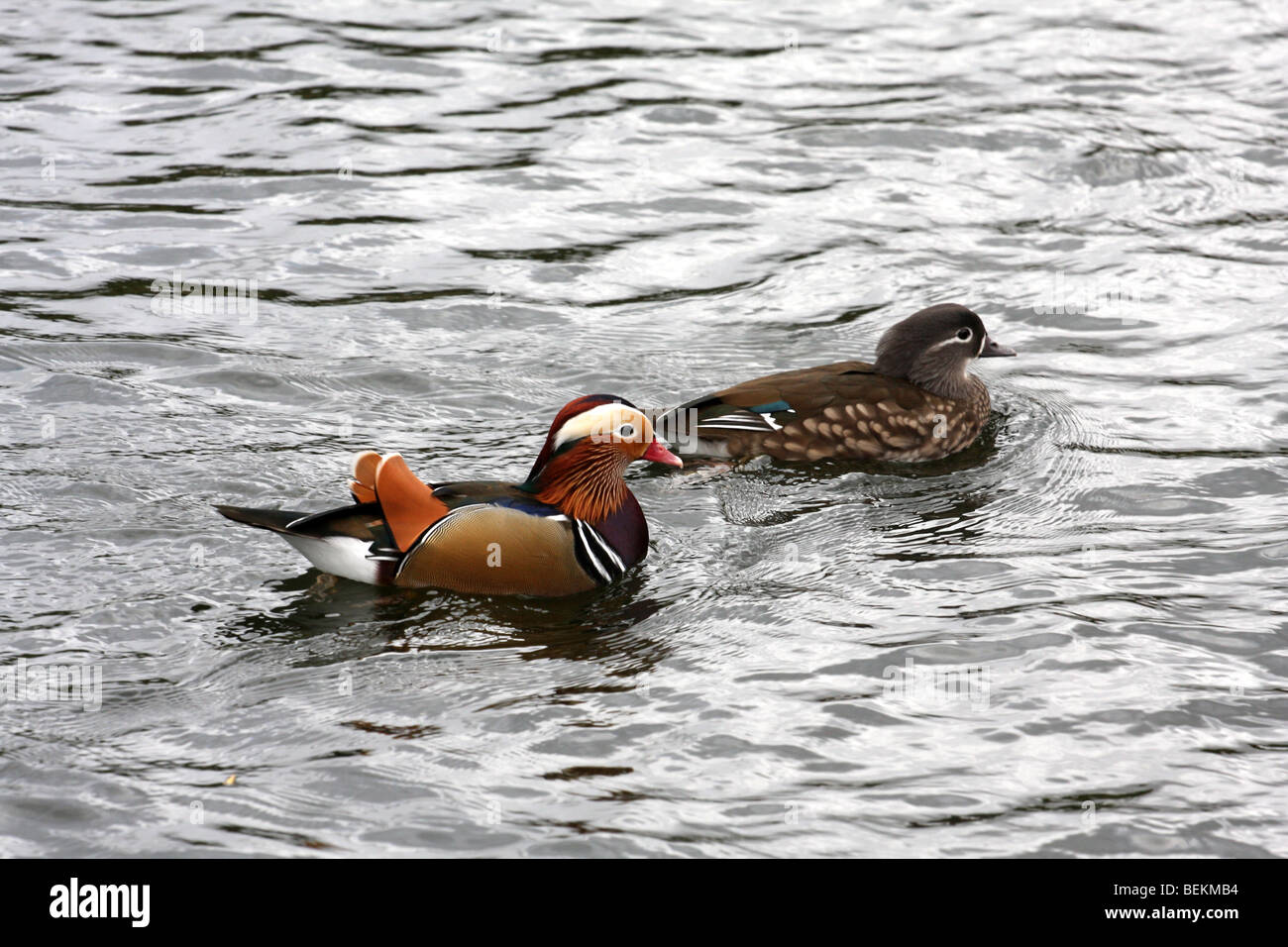 Male & female Mandarin Ducks, Aix Galericulata Stock Photo - Alamy