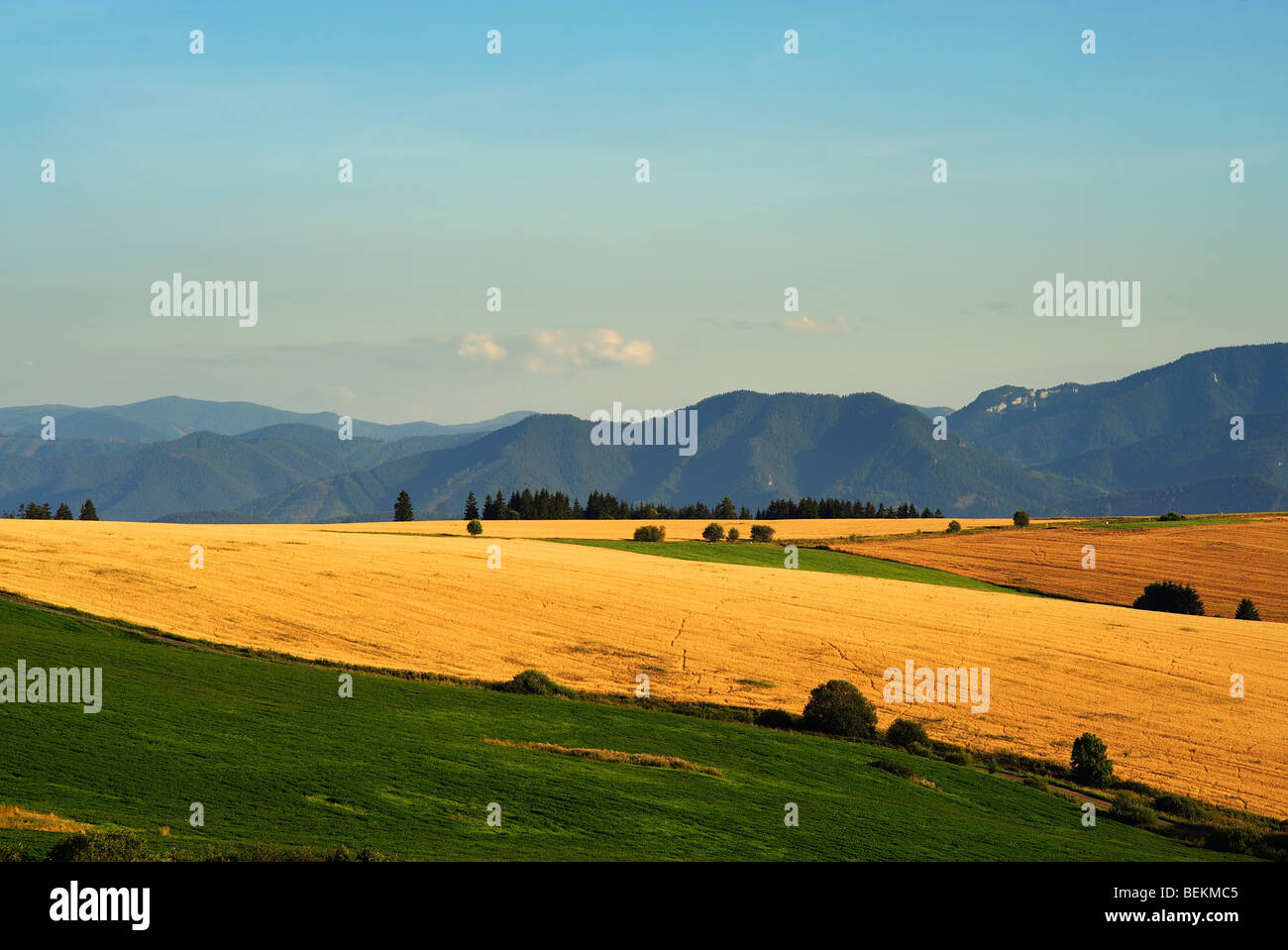 yellow fields and green meadows with mountains in background Stock Photo