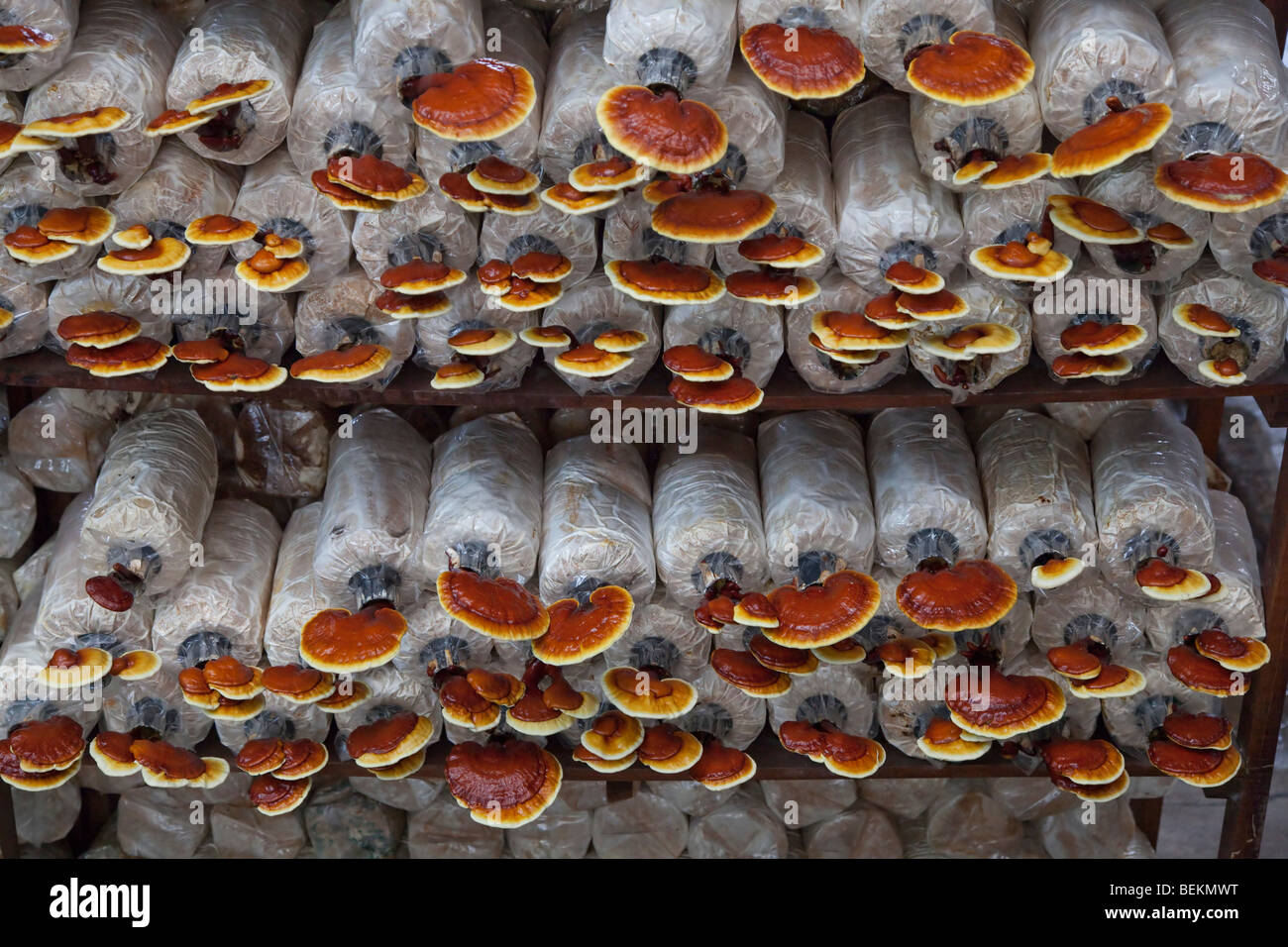 Mushroom fungi farming and commercial cultivation, Malaysia Stock Photo