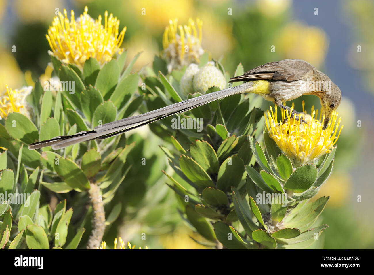 Cape Sugarbird in Yellow Pincushion Protea flower Stock Photo