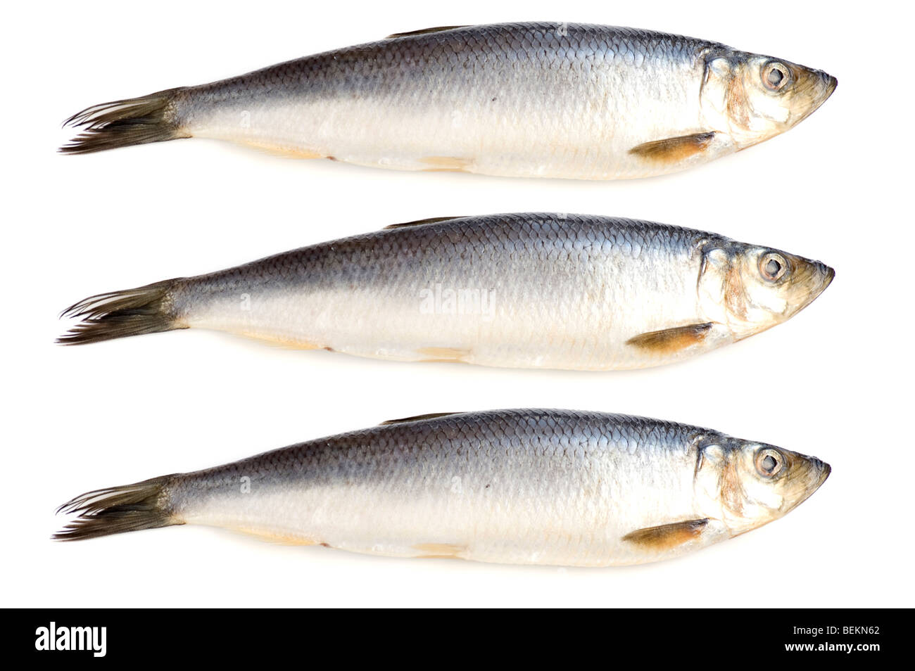object on white - fish herring close up Stock Photo