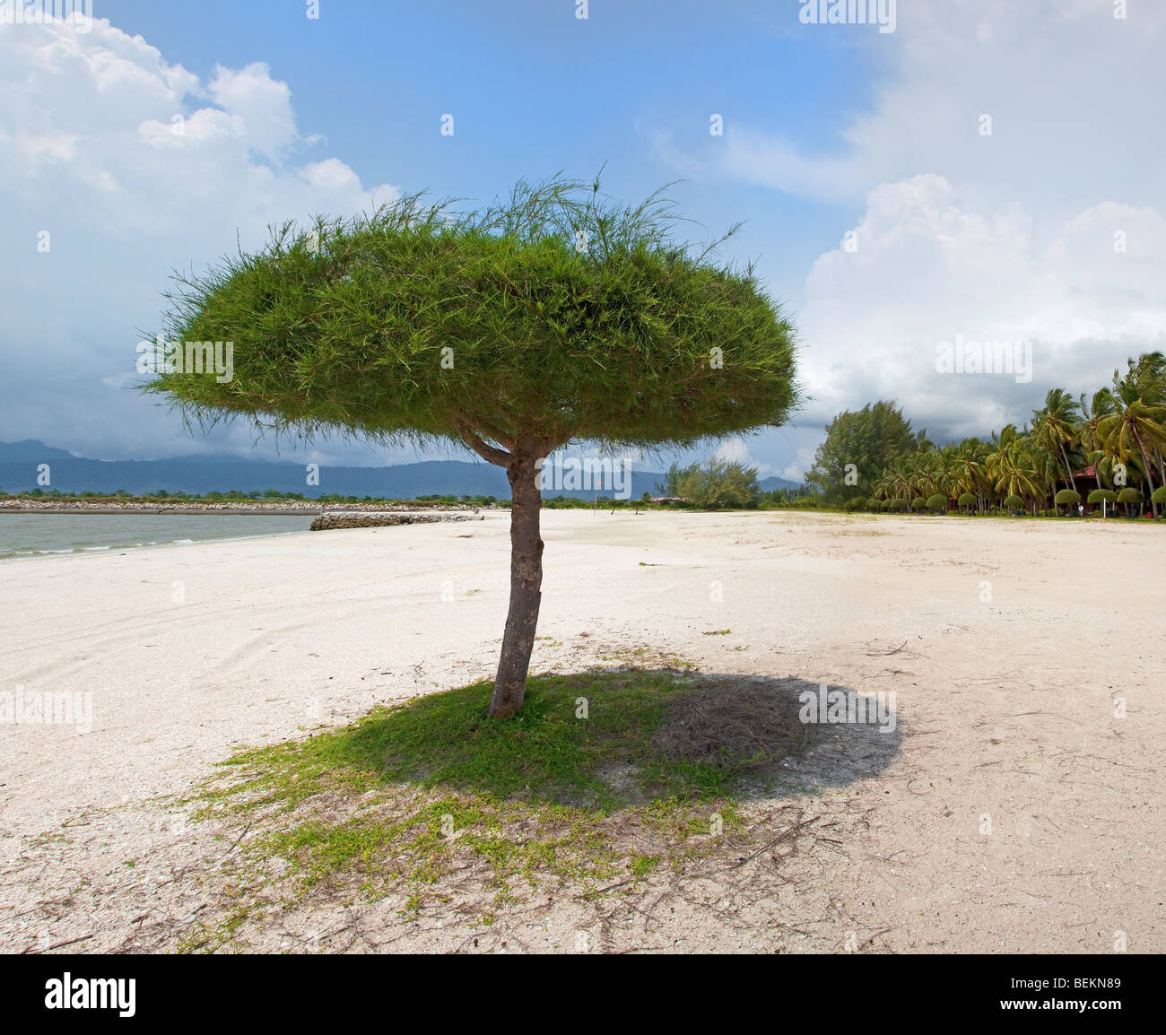 Tropical beach scene Malaysia shady beach tree Stock Photo