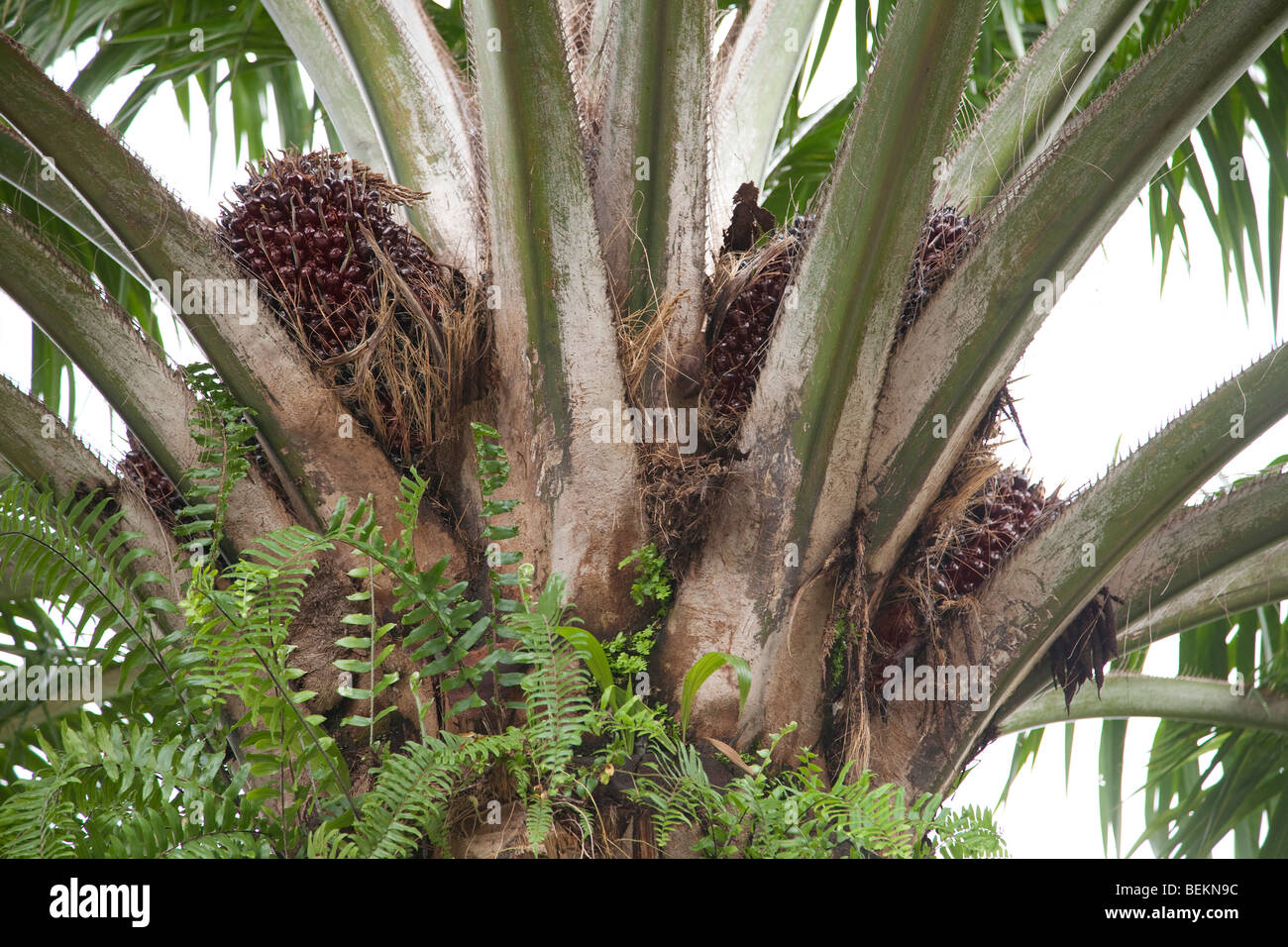 Oil palm fruits on the tree, Malaysia Stock Photo