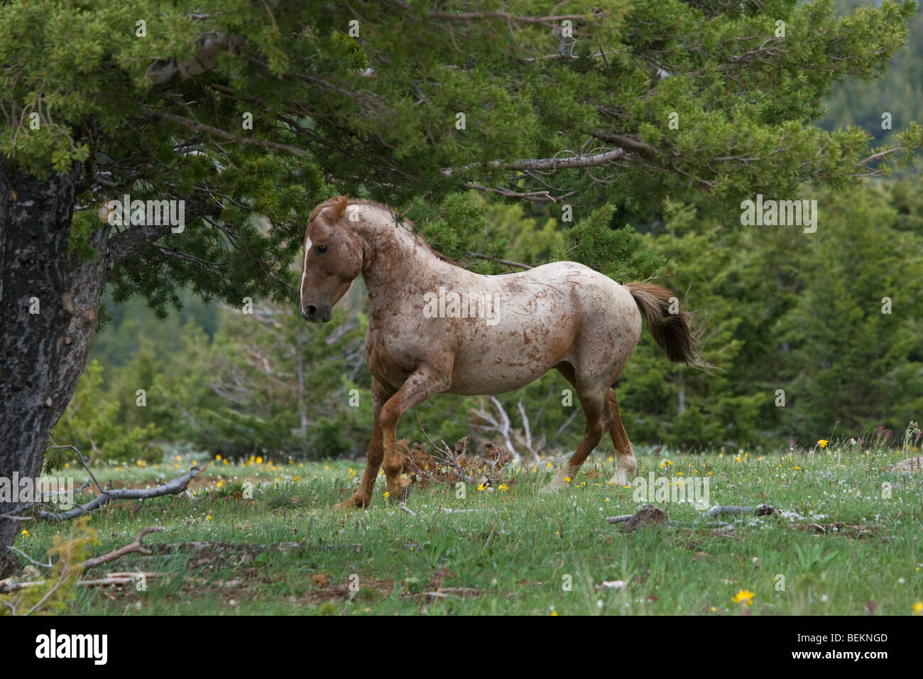 Horse Mustang Pryor Mountains Wyoming USA Wild Stock Photo