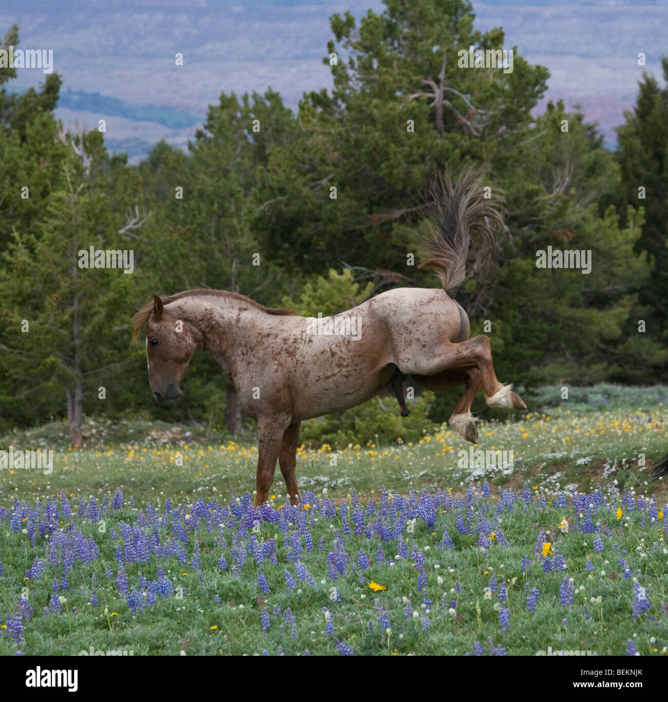 Horse Mustang Pryor Mountains Wyoming USA Wild Stock Photo