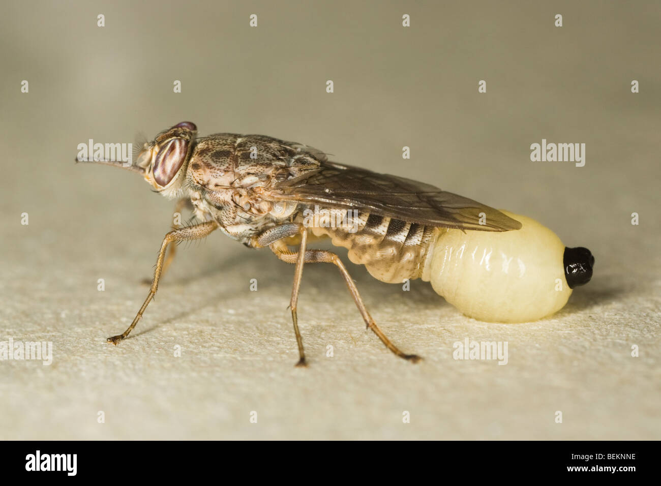 female Savannah Tsetse Fly (Glossina morsitans morsitans) giving birth to a fully developed larva Stock Photo