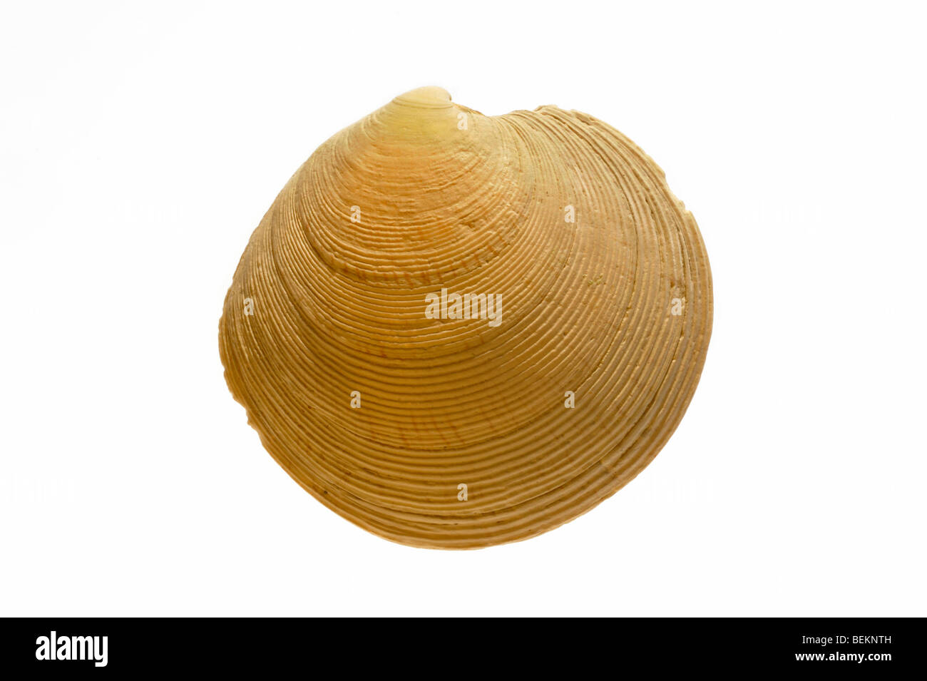 Rayed artemis (Dosinia exoleta) shell, Normandy, France Stock Photo